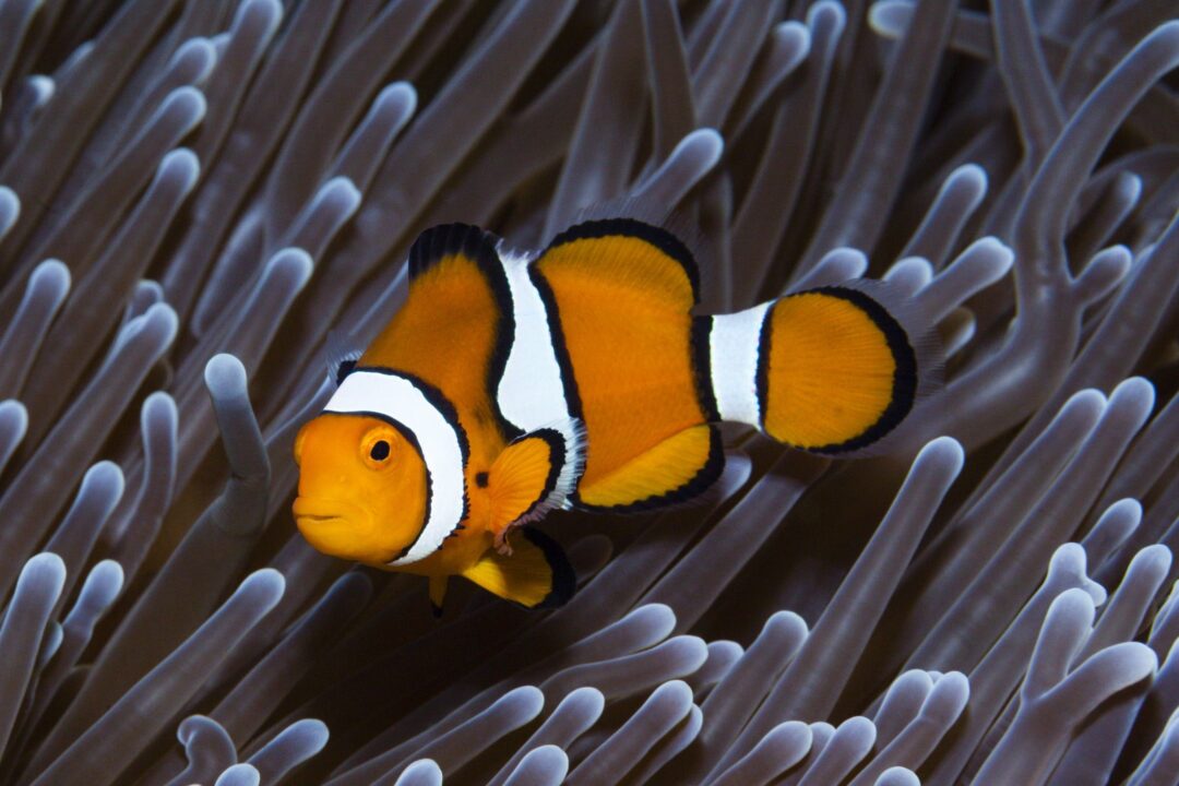 Clownfish
