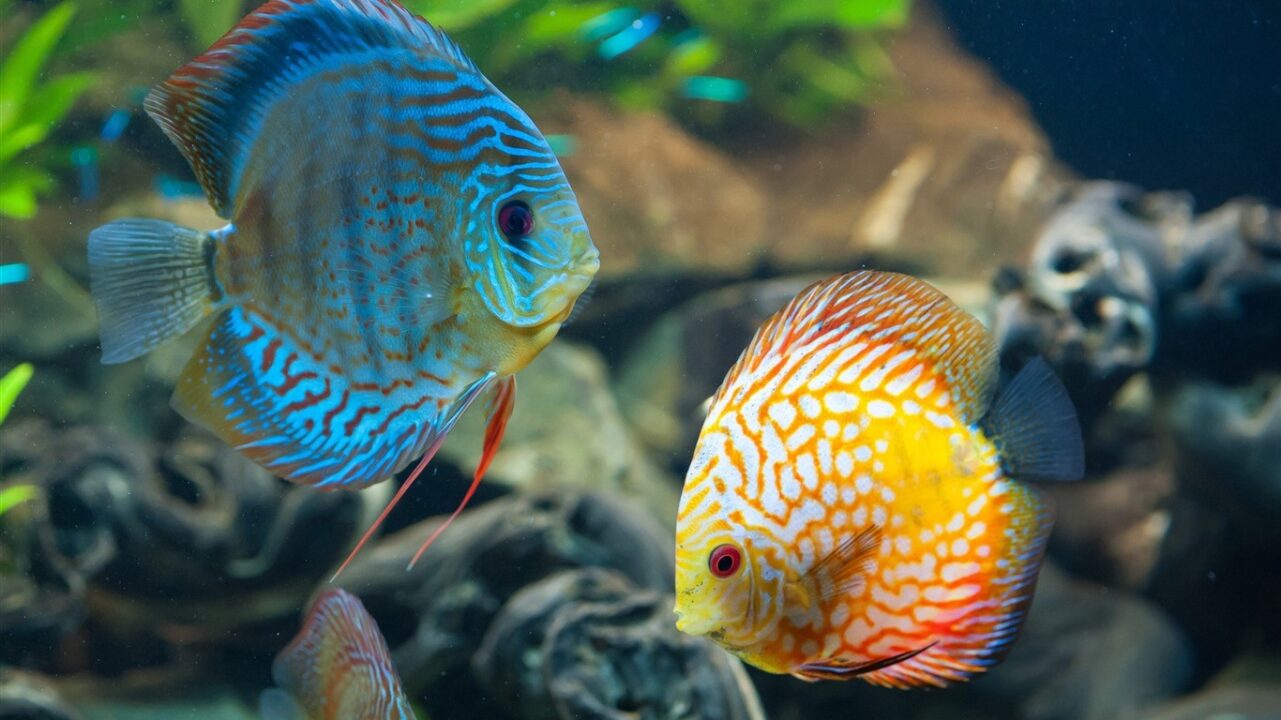 Discus