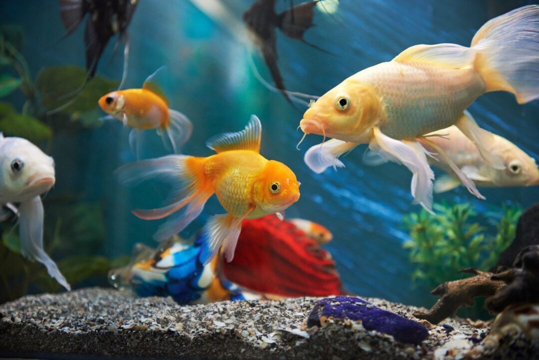 Fish