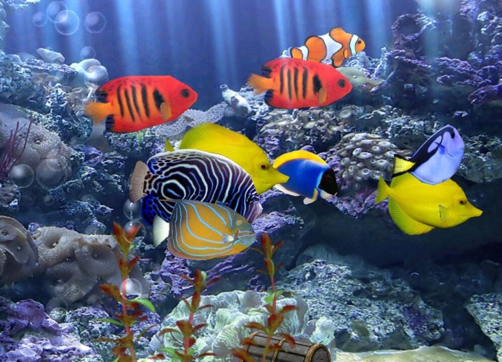 Fish Gallery