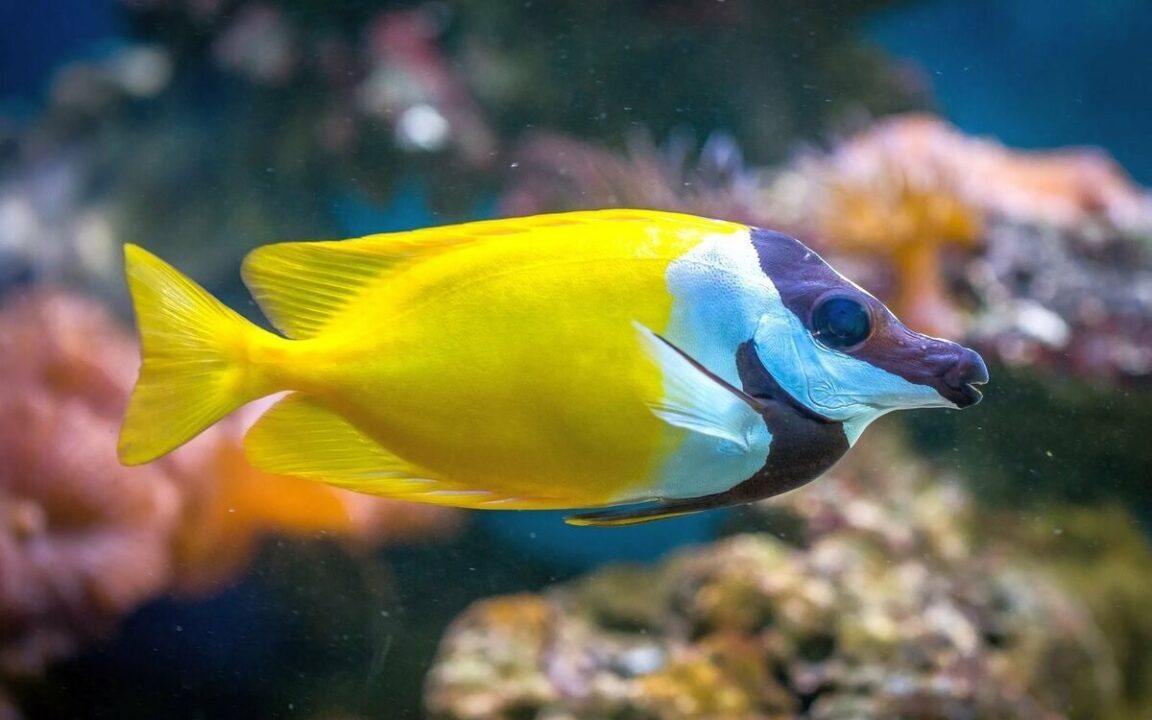 Fish Photos