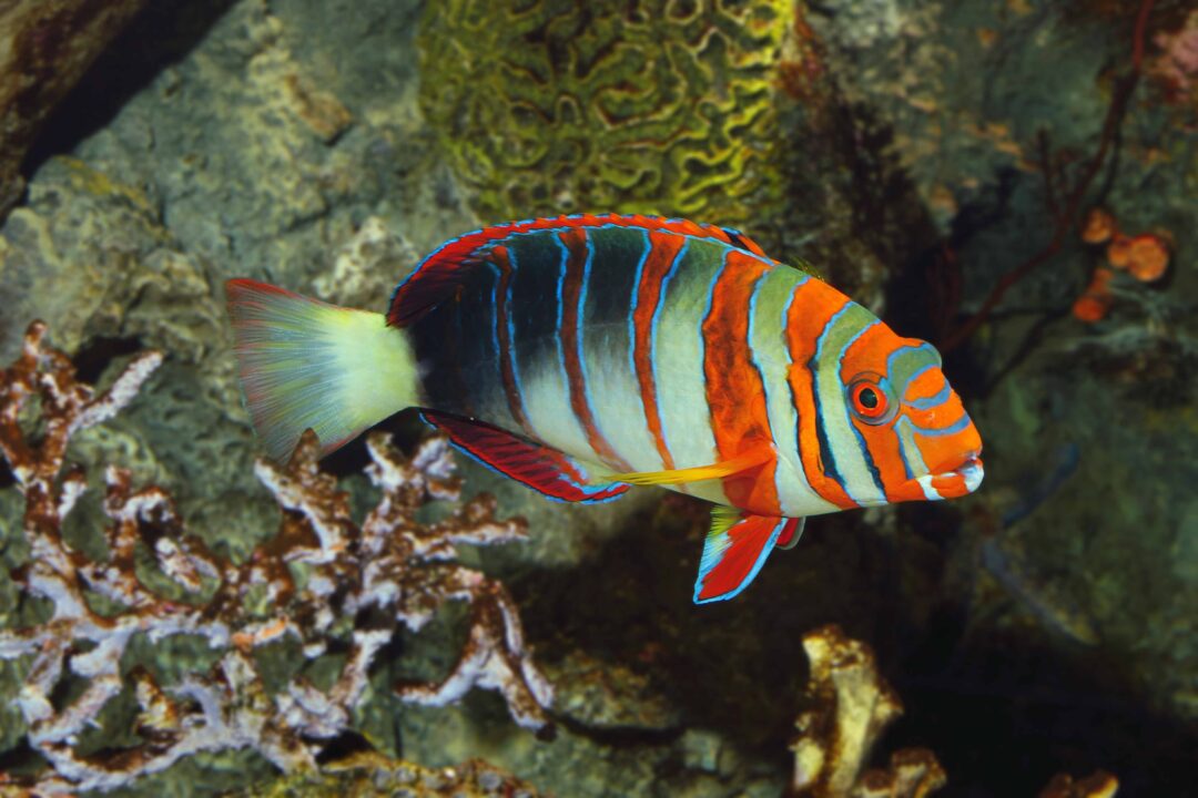 Fish Wallpapers