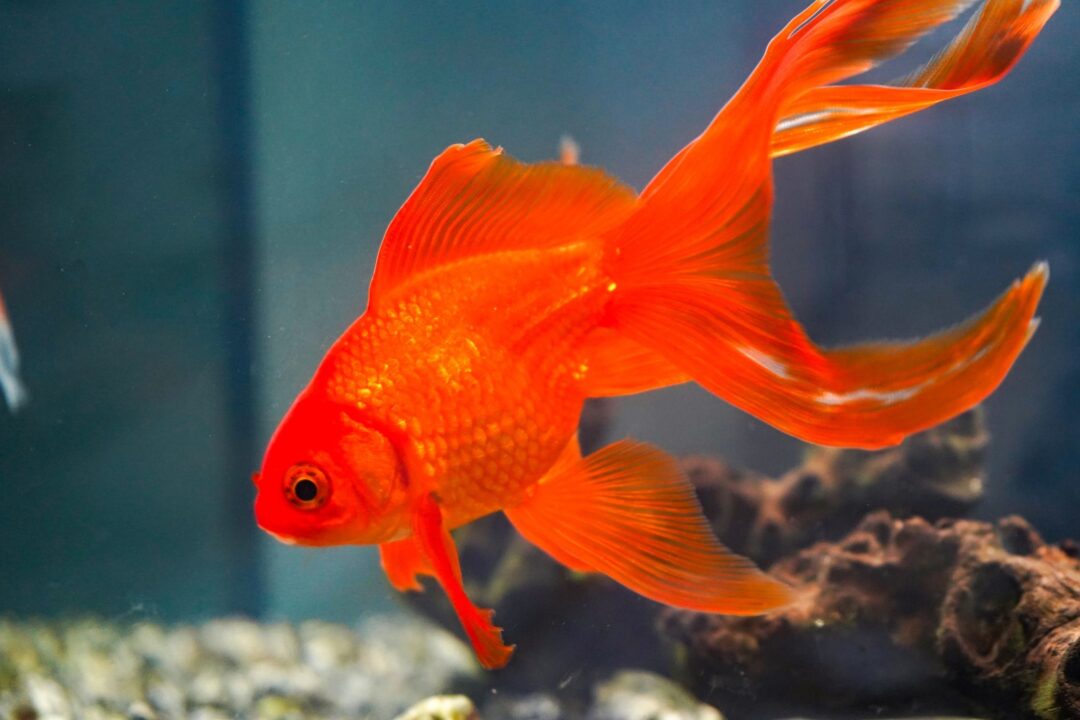 Goldfish