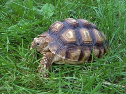 Land Tortoise