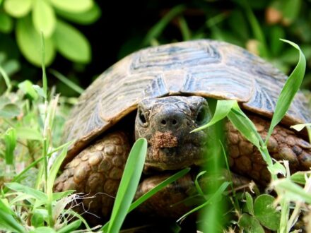 Land Turtle