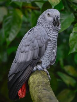 Parrot
