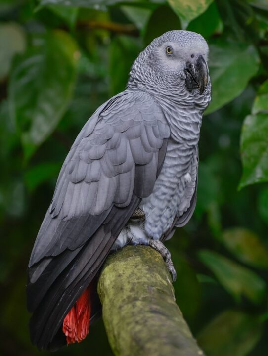 Parrot