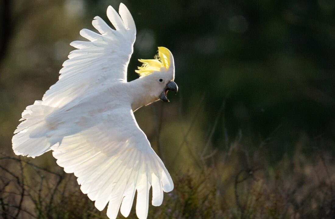 Parrot Background images