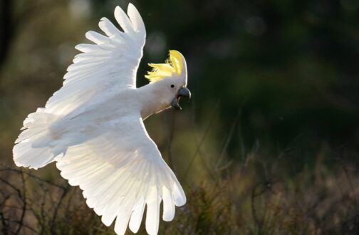 Parrot Background images