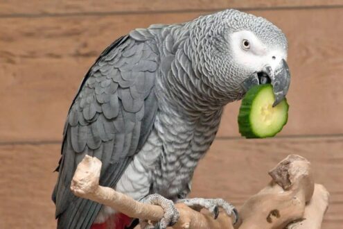 Parrot Gallery