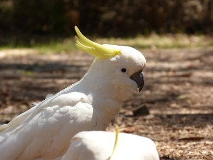 Parrot Photos