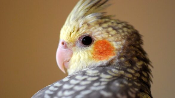 Parrot Pics