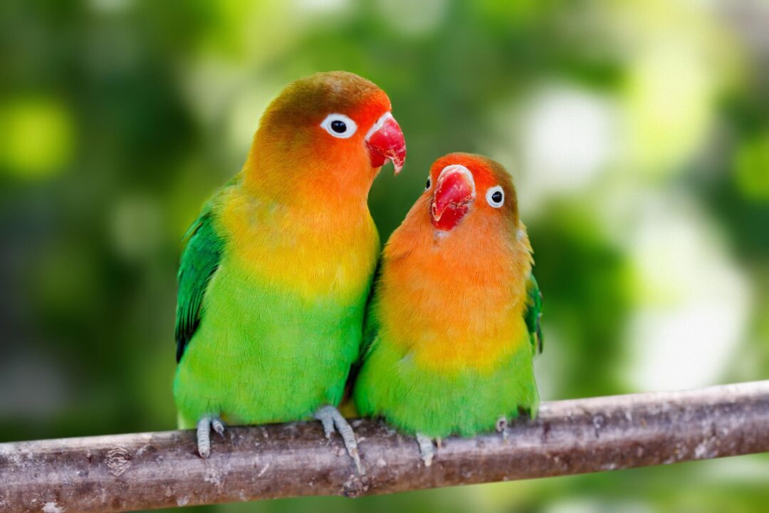 Parrot Pictures