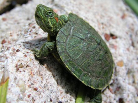 Red Eared Slider