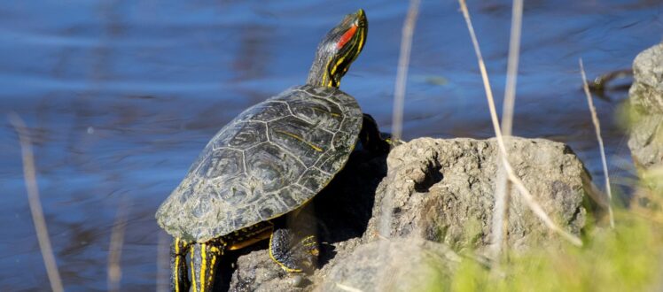 Red Eared Slider Wallpapers