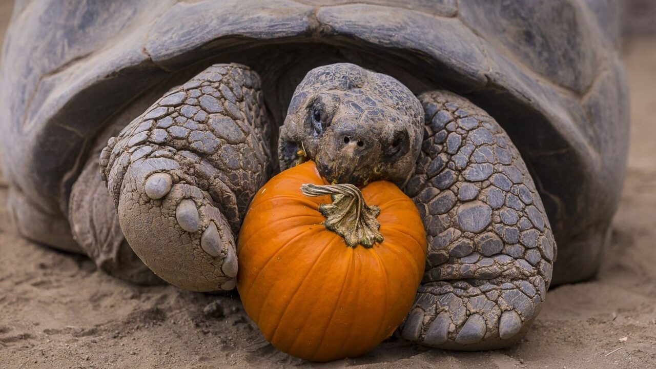 Tortoise