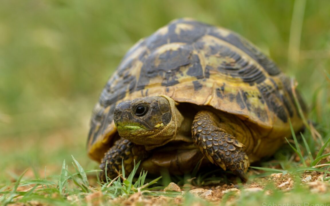 Tortoise Photos