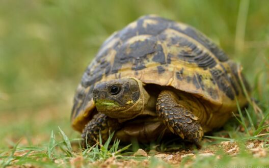 Tortoise Photos