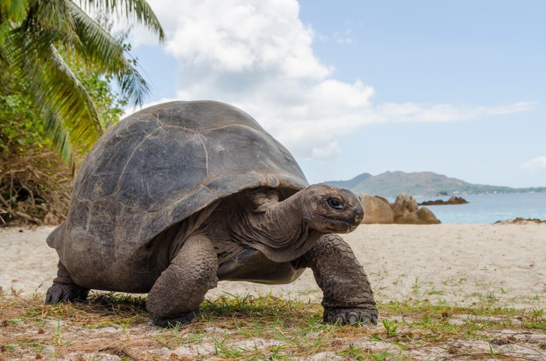 Tortoise Wallpapers