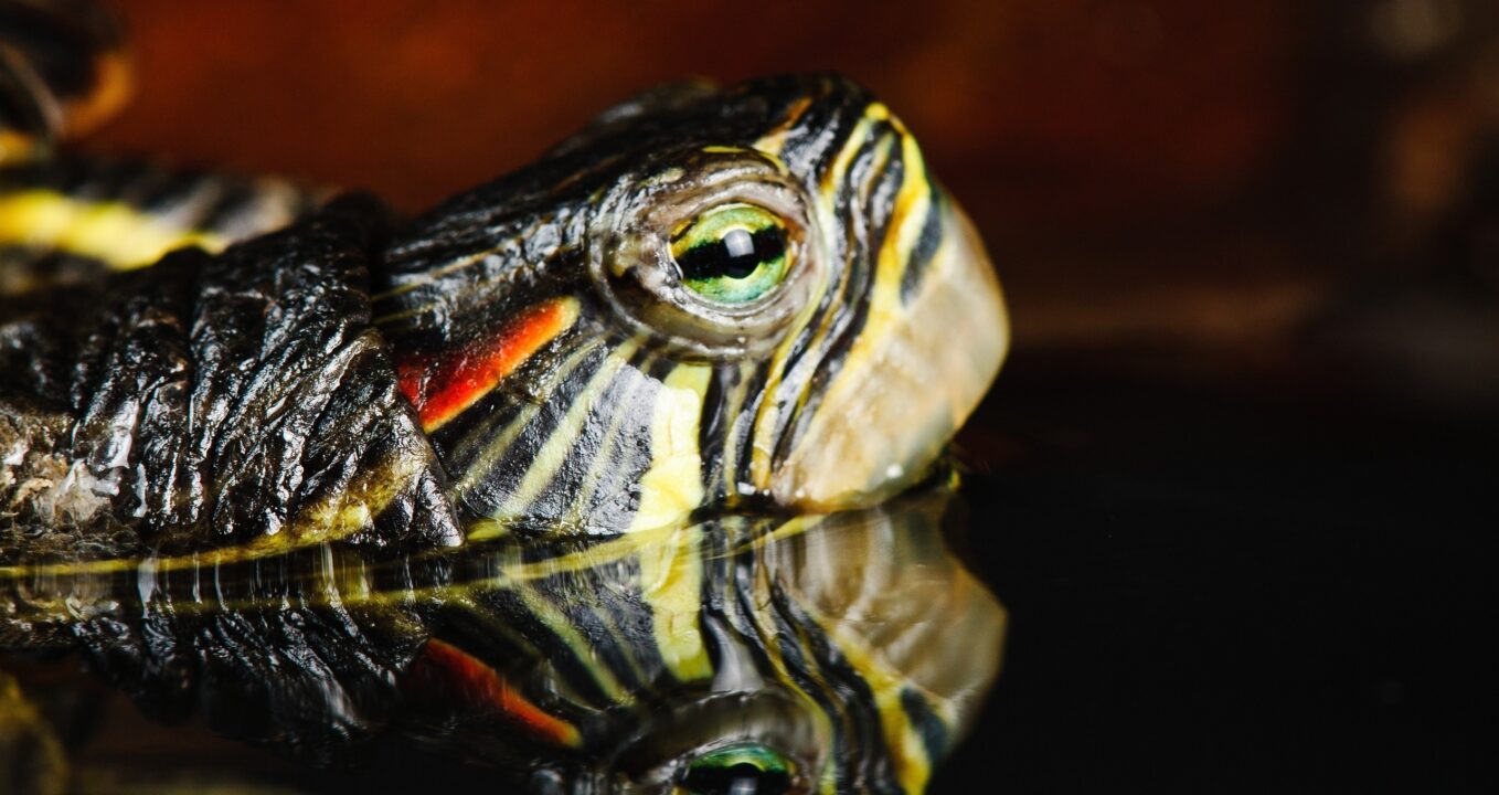 Turtle