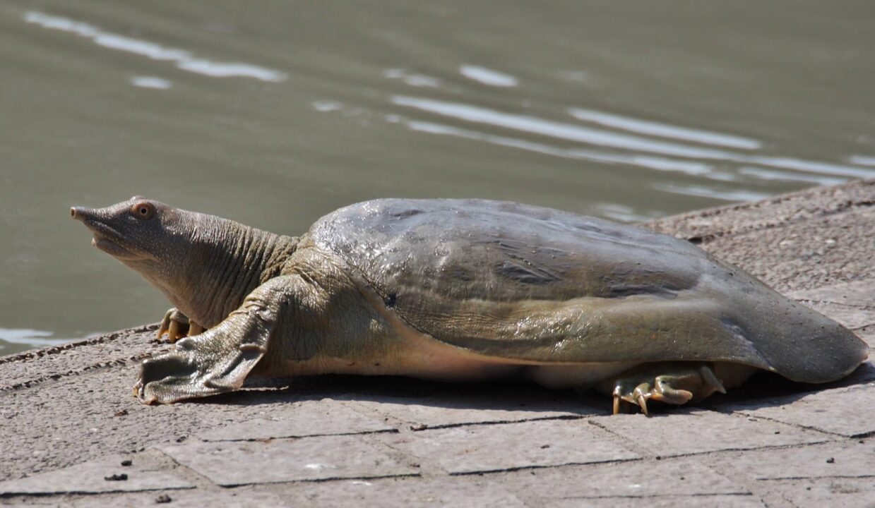 Turtle Photos (African Softshell Turtle)