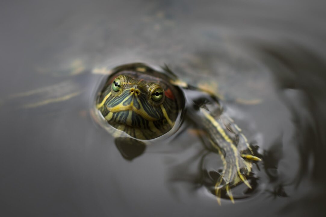 Water Turtle