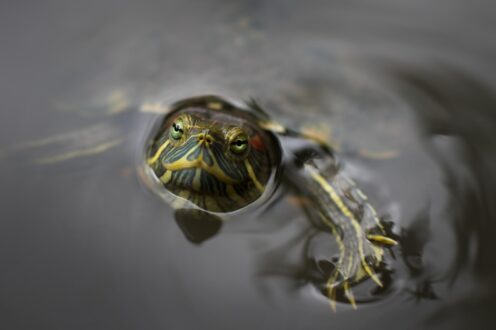 Water Turtle