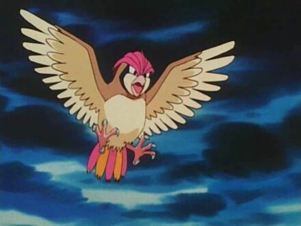 Pidgeotto Photos