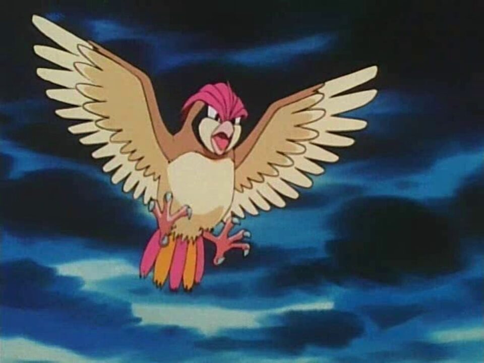 Pidgeotto Photos