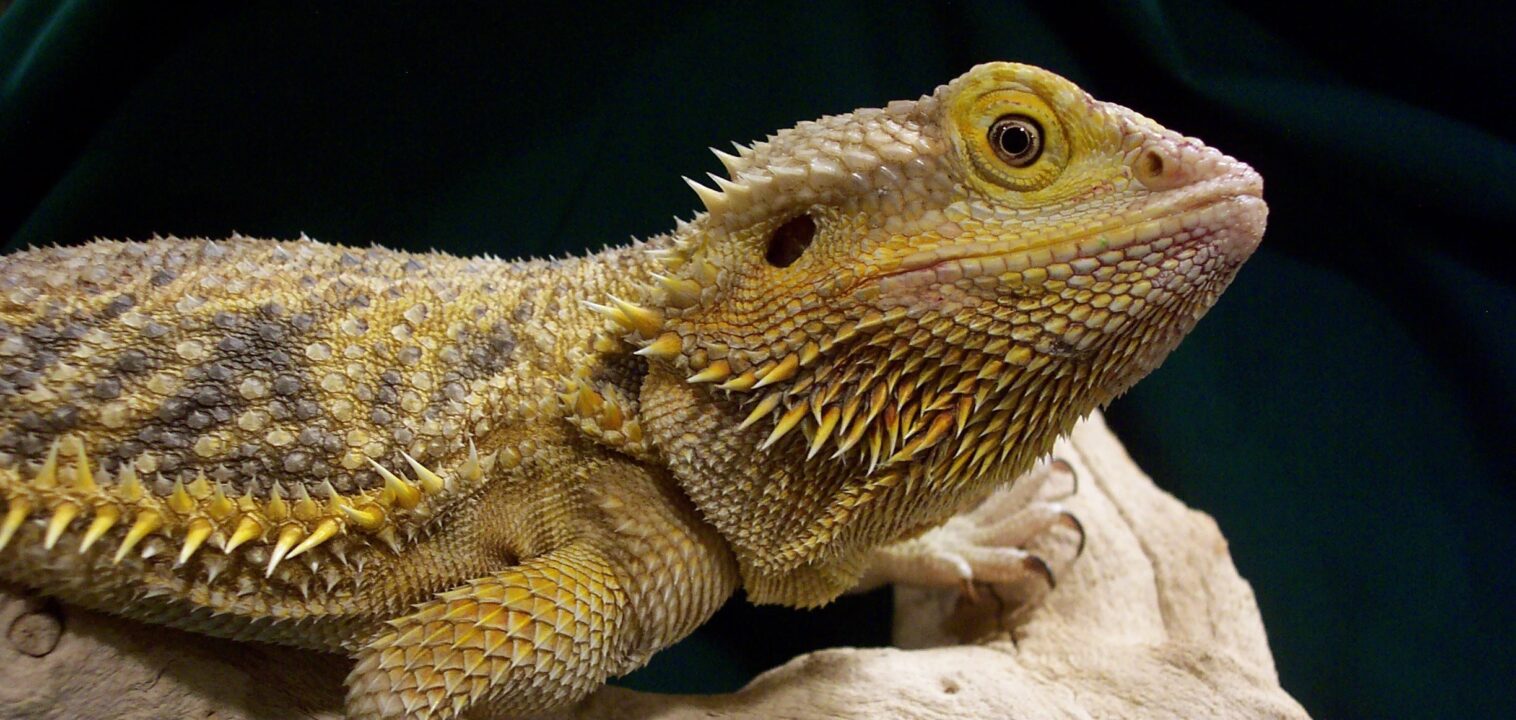 Bearded Dragon Background images