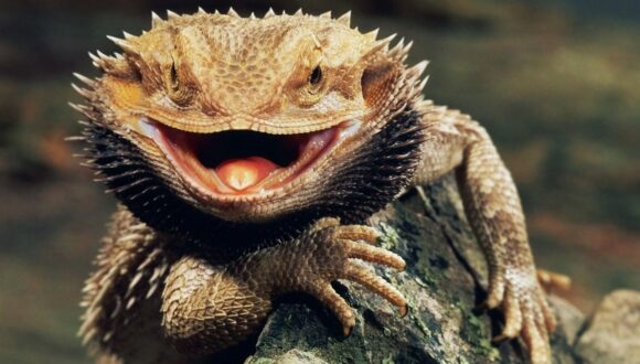 Bearded Dragon Photos
