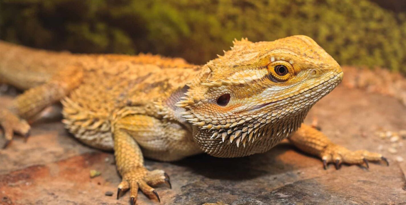Bearded Dragon Wallpapers