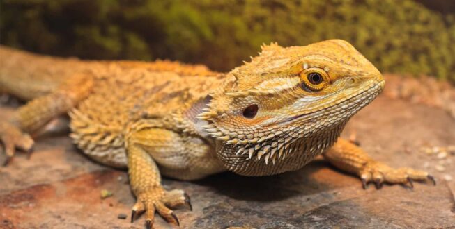 Bearded Dragon Wallpapers