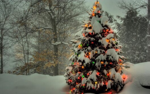 Christmas Tree Photos