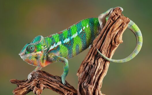 Chameleon