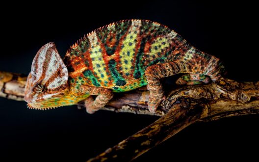 Chameleon Background images