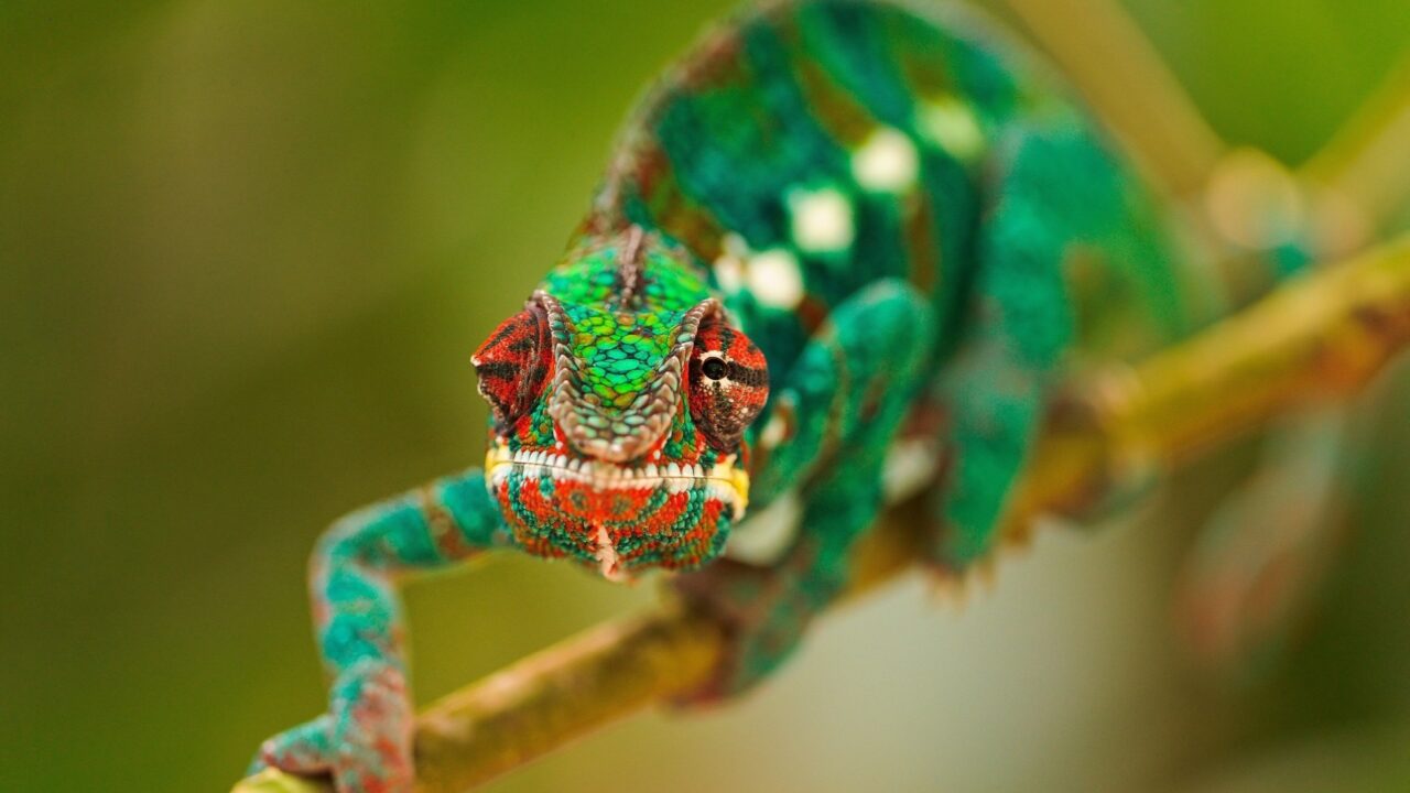 Chameleon Gallery