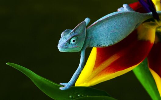 Chameleon Laptop Wallpapers