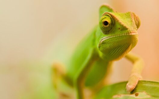 Chameleon Photos