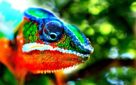 Chameleon Pics