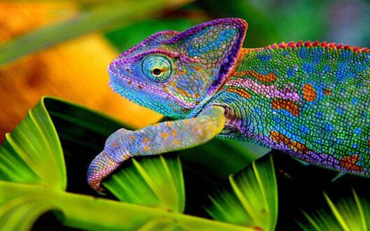 Chameleon Pictures