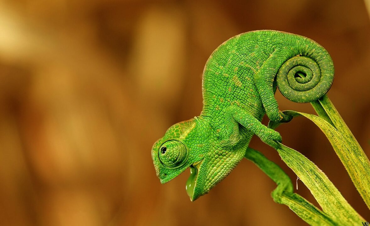 Chameleon Wallpapers for Computer