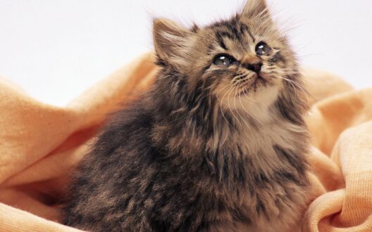 Cat Laptop Wallpapers