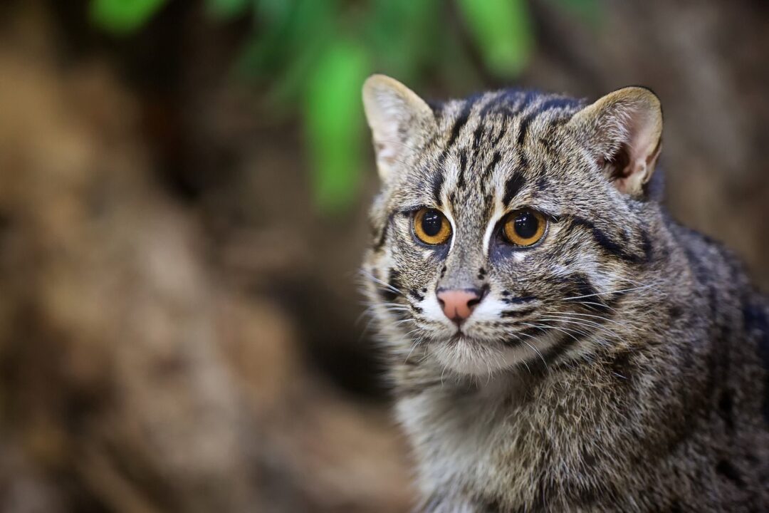 Fishing Cat