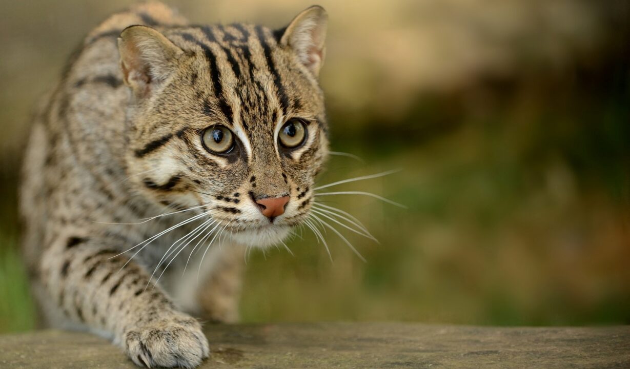 Fishing Cat Computer Wallpapers