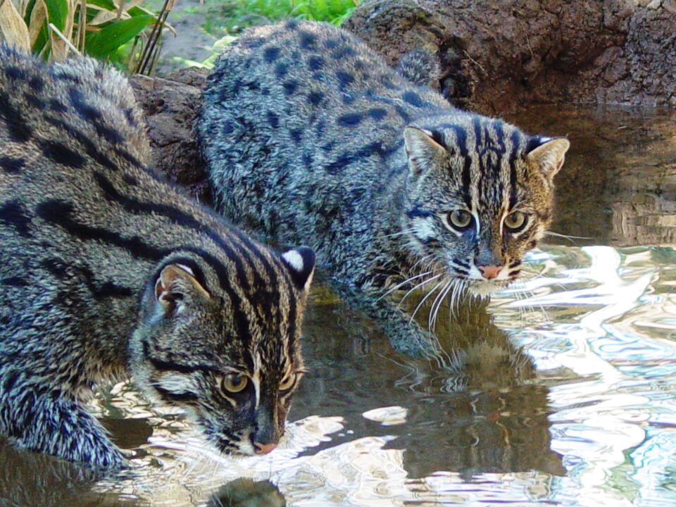 Fishing Cat Gallery