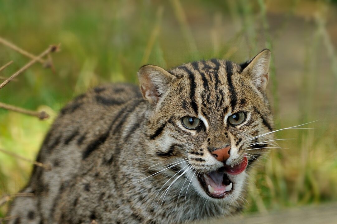 Fishing Cat HD