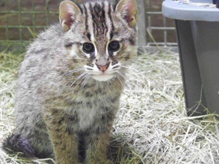 Fishing Cat Photo Gallery