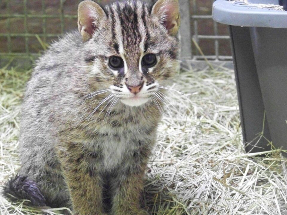 Fishing Cat Photo Gallery