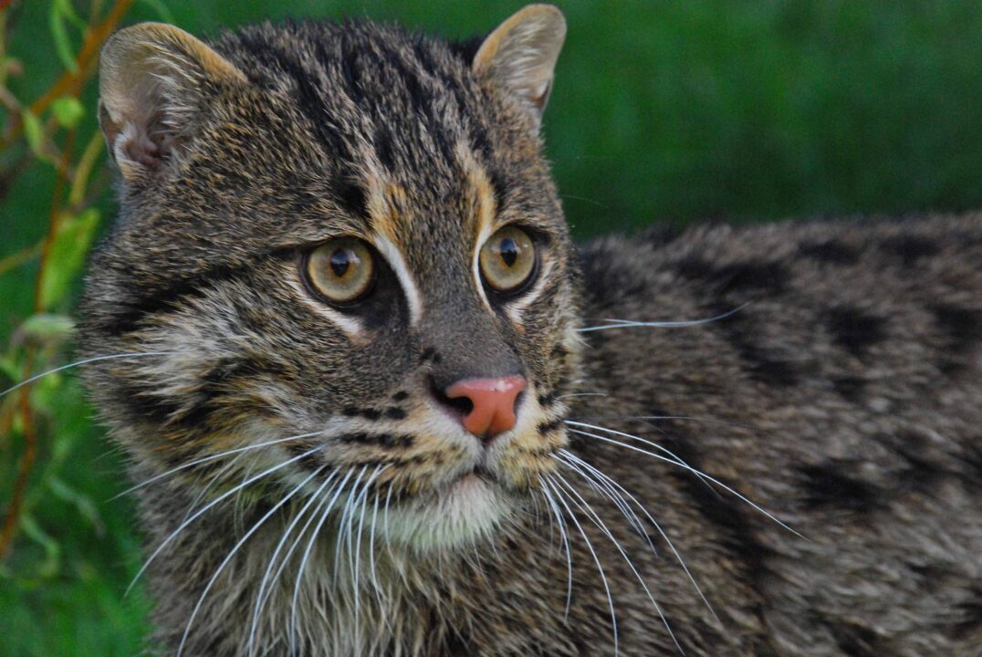 Fishing Cat Photos